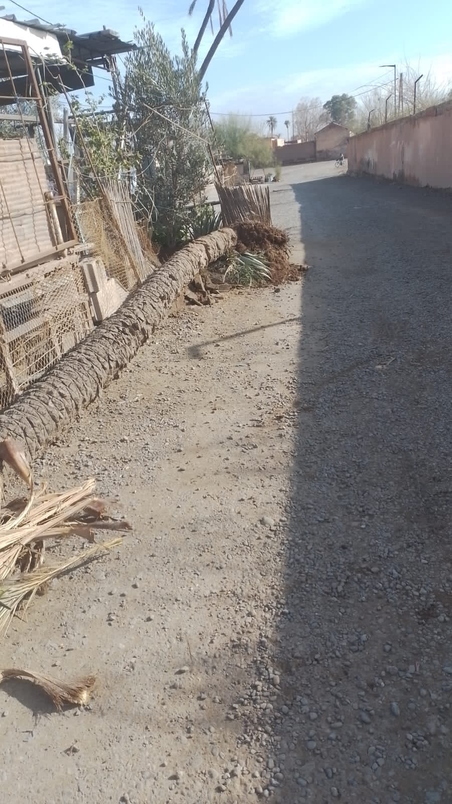 تجاهل شكاية مستعجلة ينتهي بسقوط نخلة على شاحنة بحي الزيتون القديم (الحي العسكري) بمراكش