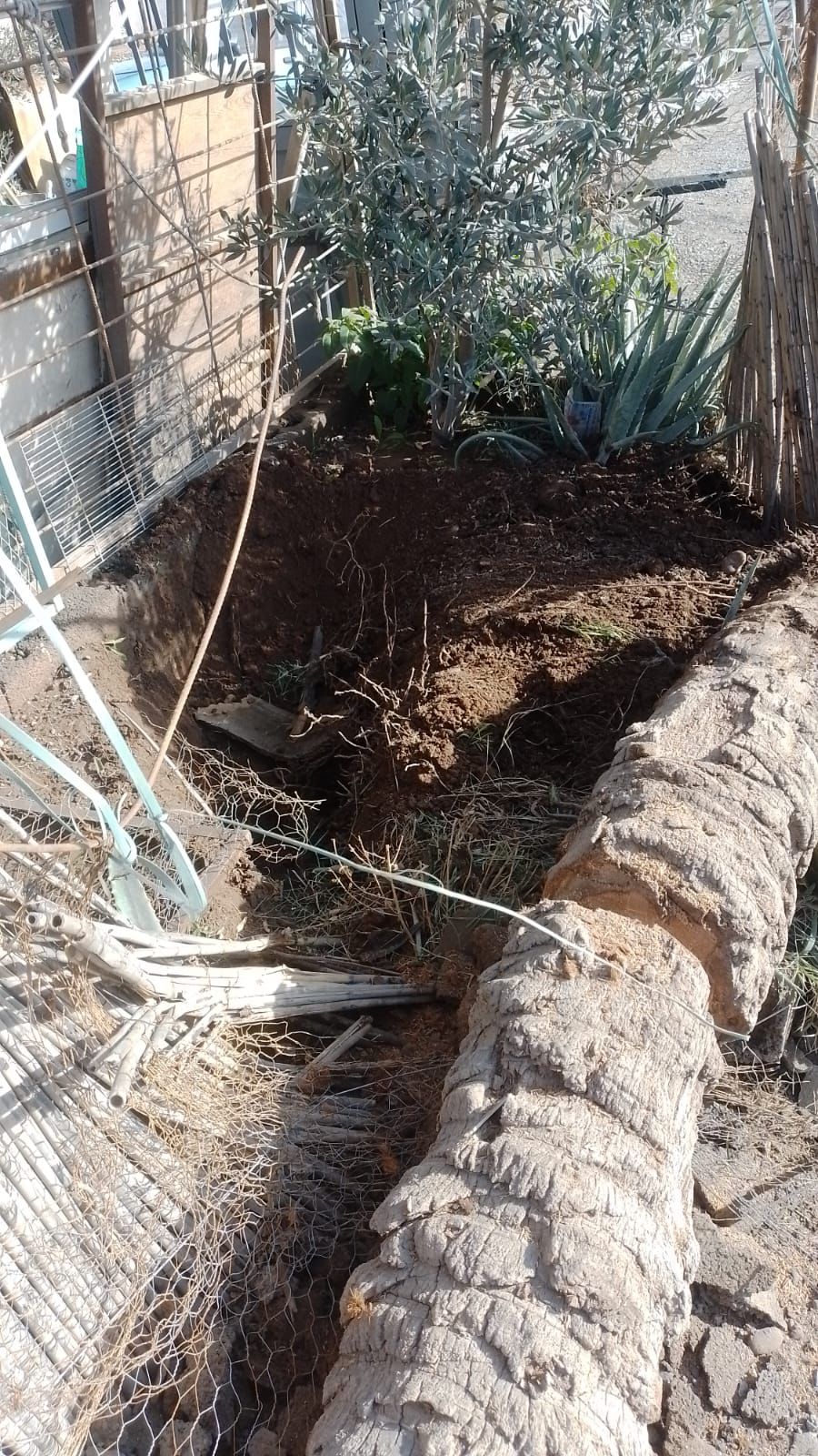 تجاهل شكاية مستعجلة ينتهي بسقوط نخلة على شاحنة بحي الزيتون القديم (الحي العسكري) بمراكش