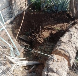 تجاهل شكاية مستعجلة ينتهي بسقوط نخلة على شاحنة بحي الزيتون القديم (الحي العسكري) بمراكش