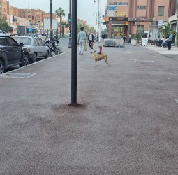 بأي منطق يُختار الإسفلت لأرصفة مدينة تعيش تحت ضغط مناخي قاسٍ معظم شهور السنة