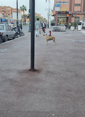 بأي منطق يُختار الإسفلت لأرصفة مدينة تعيش تحت ضغط مناخي قاسٍ معظم شهور السنة