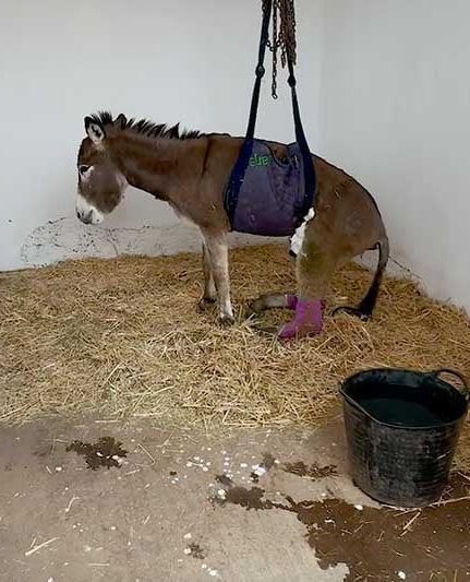 الاعتداء على حمار يجر معتدياً للقضاء والتعويض 3000 درهم