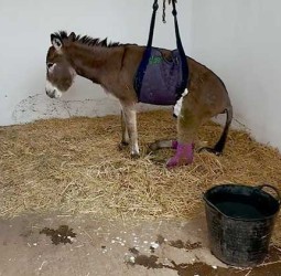 الاعتداء على حمار يجر معتدياً للقضاء والتعويض 3000 درهم