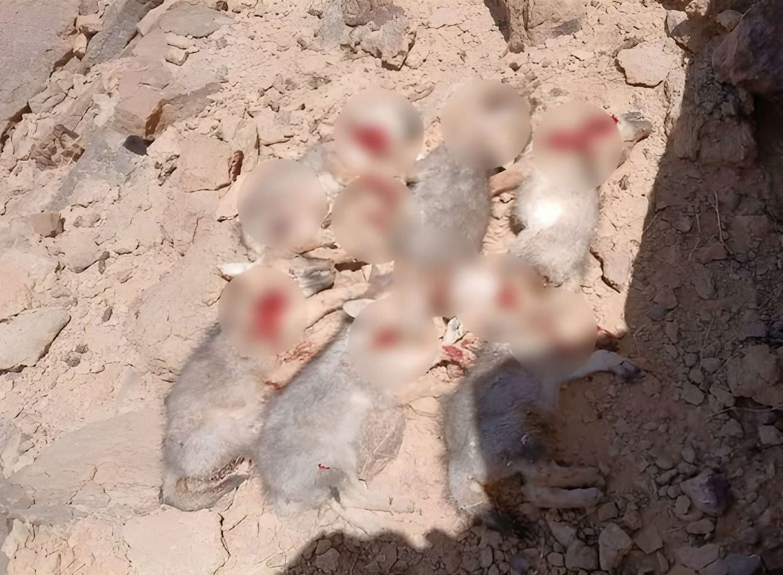 الدرك الملكي يباشر تحقيقاً في حادثة ذبح ستة صغار ذئاب بالرشيدية