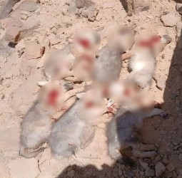 الدرك الملكي يباشر تحقيقاً في حادثة ذبح ستة صغار ذئاب بالرشيدية