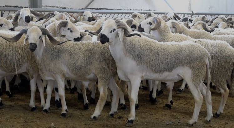 بين غلاء الأضاحي وتقلبات المناخ وصدى الحروب… أي مستقبل ينتظر القدرة الشرائية للمغاربة؟