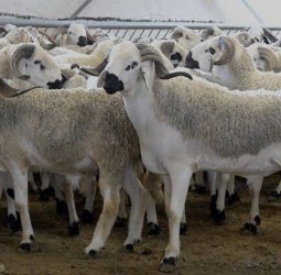 بين غلاء الأضاحي وتقلبات المناخ وصدى الحروب… أي مستقبل ينتظر القدرة الشرائية للمغاربة؟