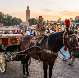 ثعابين وقردة وخيول جامع الفناء.. عريضة دولية تتجاوز 16 ألف توقيع لإنهاء استغلال الحيوانات بمراكش
