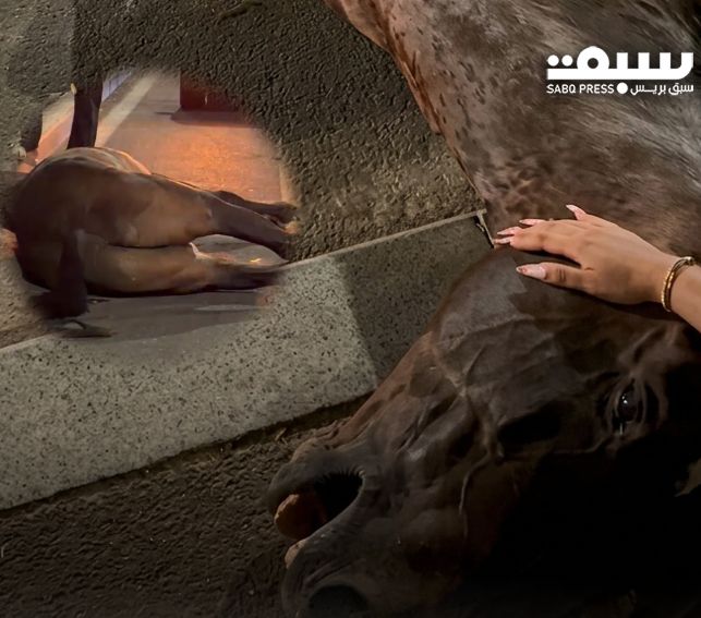 مراكش.. نفوق حصان "كوتشي" وسط الشارع يثير التساؤلات حول ظروف نقل الحيوانات النافقة