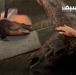 مراكش.. نفوق حصان "كوتشي" وسط الشارع يثير التساؤلات حول ظروف نقل الحيوانات النافقة