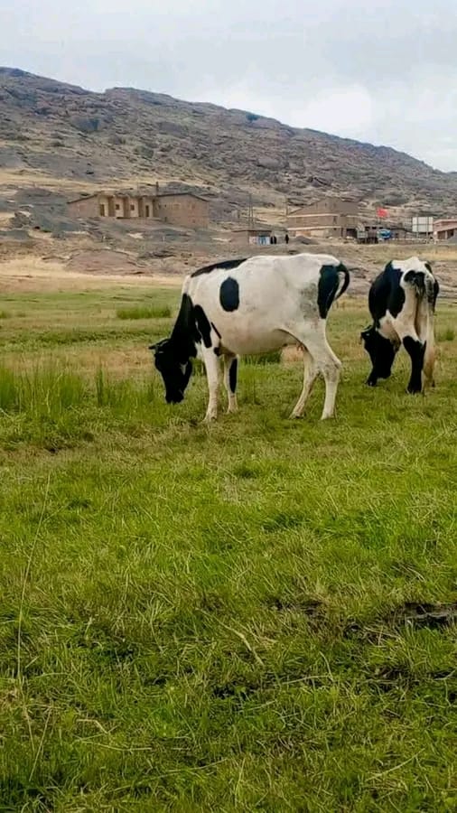 جمعية "أكدال أوكايمدن" تعلن رسمياً فتح العزيب أمام الرعاة والكسابة ابتداءً من 10 غشت