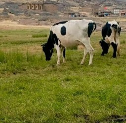 جمعية "أكدال أوكايمدن" تعلن رسمياً فتح العزيب أمام الرعاة والكسابة ابتداءً من 10 غشت