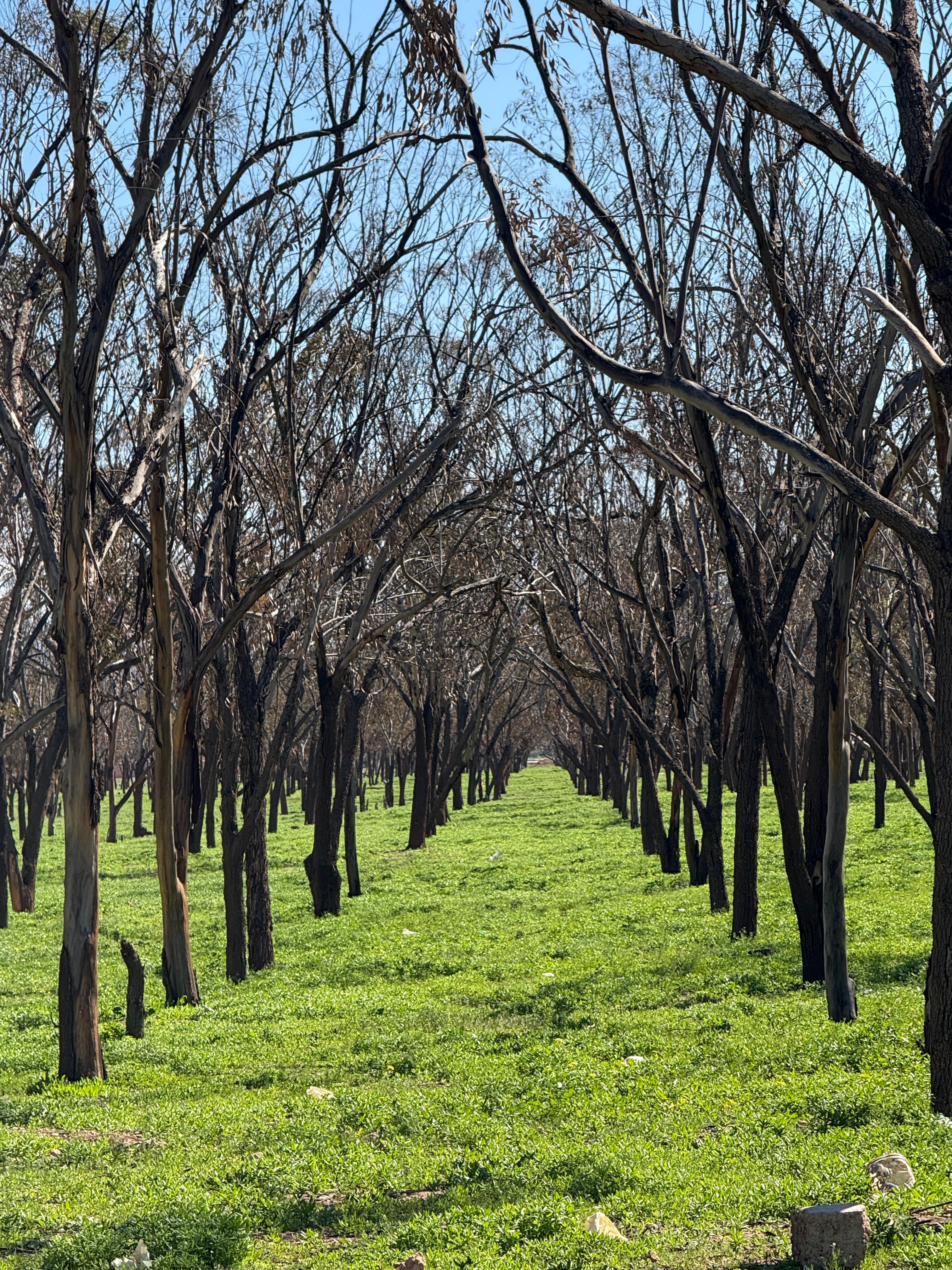 دار التونسي: ظلال الكاليبتوس جنة وسط مدينة مراكش