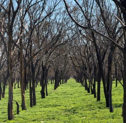 دار التونسي: ظلال الكاليبتوس جنة وسط مدينة مراكش