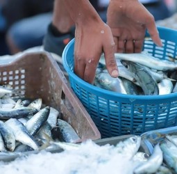 اقتراب نهاية الراحة البيولوجية يُنعش آمال انخفاض أسعار السردين بالمغرب