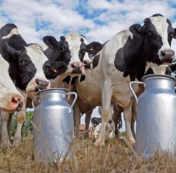 وزارة الفلاحة تكشف حصيلة الإصابات بالسل البقري وتعزز إجراءات المراقبة الصحية