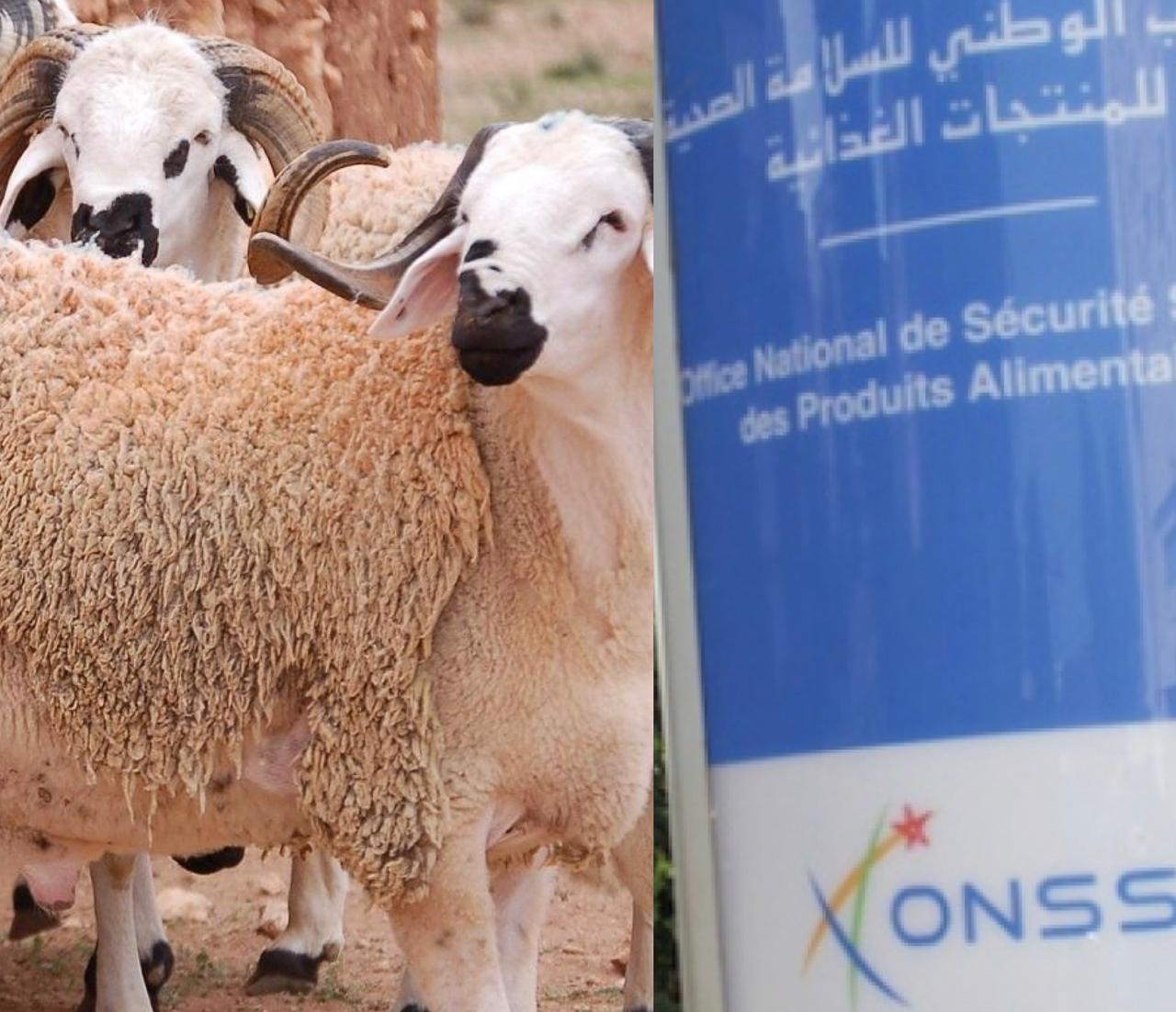 المكتب الوطني للسلامة الصحية للمنتجات الغذائية (ONSSA) يطمئن: القطيع بإقليم الحوز في وضع صحي مستقر وبرمجة حملة تلقيح مجانية منتصف فبراير