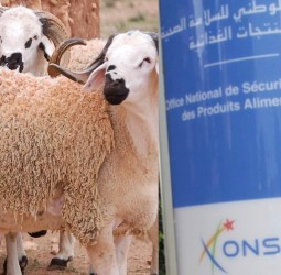 المكتب الوطني للسلامة الصحية للمنتجات الغذائية (ONSSA) يطمئن: القطيع بإقليم الحوز في وضع صحي مستقر وبرمجة حملة تلقيح مجانية منتصف فبراير