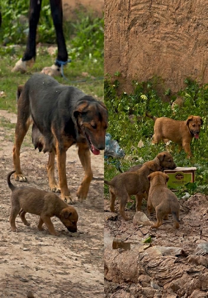 بشرى للمراكشيين: ولادة 6 جراء جديدة برعاية مخططات التعقيم ودعوة لحماية الكلاب