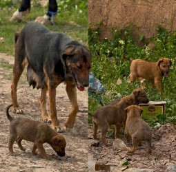 بشرى للمراكشيين: ولادة 6 جراء جديدة برعاية مخططات التعقيم ودعوة لحماية الكلاب
