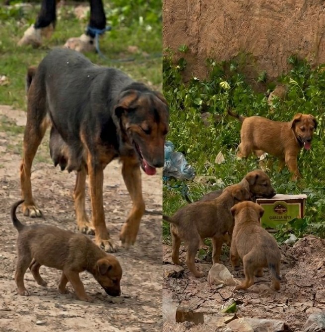 بشرى للمراكشيين: ولادة 6 جراء جديدة برعاية مخططات التعقيم ودعوة لحماية الكلاب
