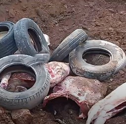 الدرك الملكي يُحبط ترويج لحوم مجهولة المصدر قبل رمضان