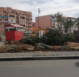 جنازة شجرة، فقط في مراكش  تهيئة حديقة تبدأ بإقتلاع تاريخ يمتد لـ 40 عاماً