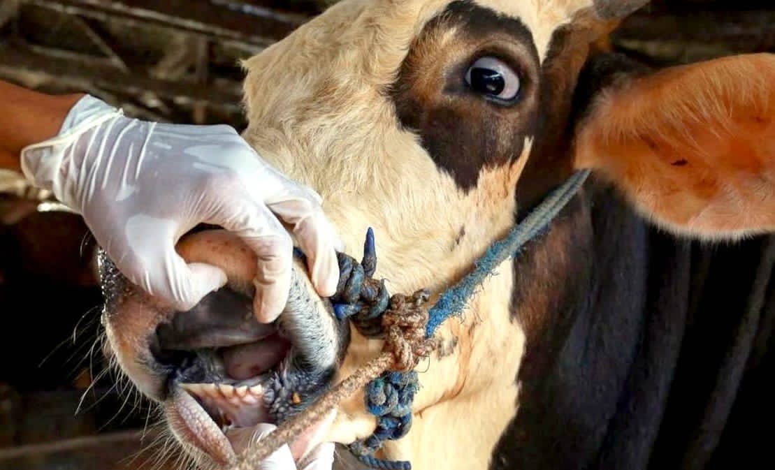 الحمى القلاعية تعصف بالاقتصاد الفلاحي وتدفع حكومة جنوب إفريقيا نحو قرارات استثنائية