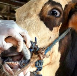 الحمى القلاعية تعصف بالاقتصاد الفلاحي وتدفع حكومة جنوب إفريقيا نحو قرارات استثنائية