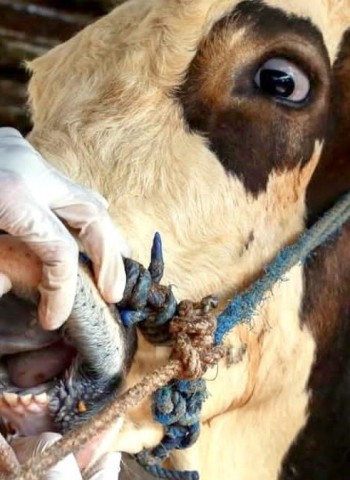 الحمى القلاعية تعصف بالاقتصاد الفلاحي وتدفع حكومة جنوب إفريقيا نحو قرارات استثنائية