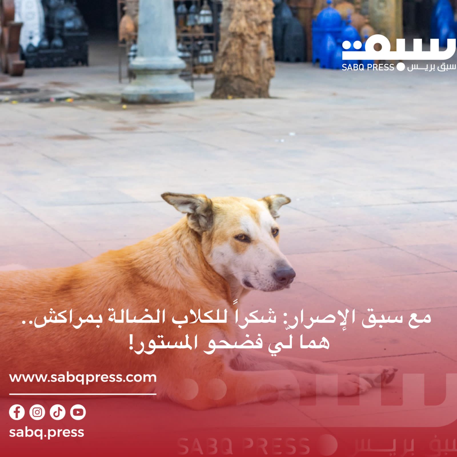 مع سبق الإصرار: شكراً للكلاب الضالة بمراكش.. هما لّي فضحو المستور!