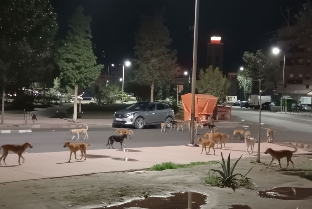 ملف الكلاب الضالة بمراكش.. بين الحاجة لتعزيز الأمن السكني وحق الحيوان في رعاية كريمة