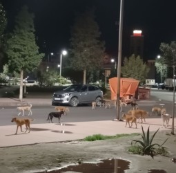 ملف الكلاب الضالة بمراكش.. بين الحاجة لتعزيز الأمن السكني وحق الحيوان في رعاية كريمة