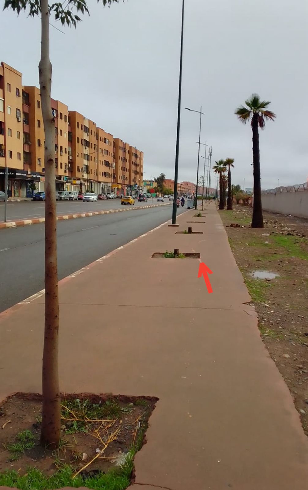 مجزرة بيئية بشارع "كماسة": استئصال الأشجار يثير التساؤلات بالمحاميد