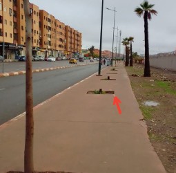 مجزرة بيئية بشارع "كماسة": استئصال الأشجار يثير التساؤلات بالمحاميد