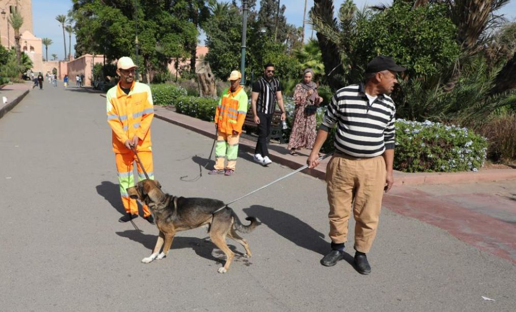 بين "قدسية الكلاب" و"قناع المثالية" وأنياب مغروسة في أطراف شيخ خرج لصلاة الفجر