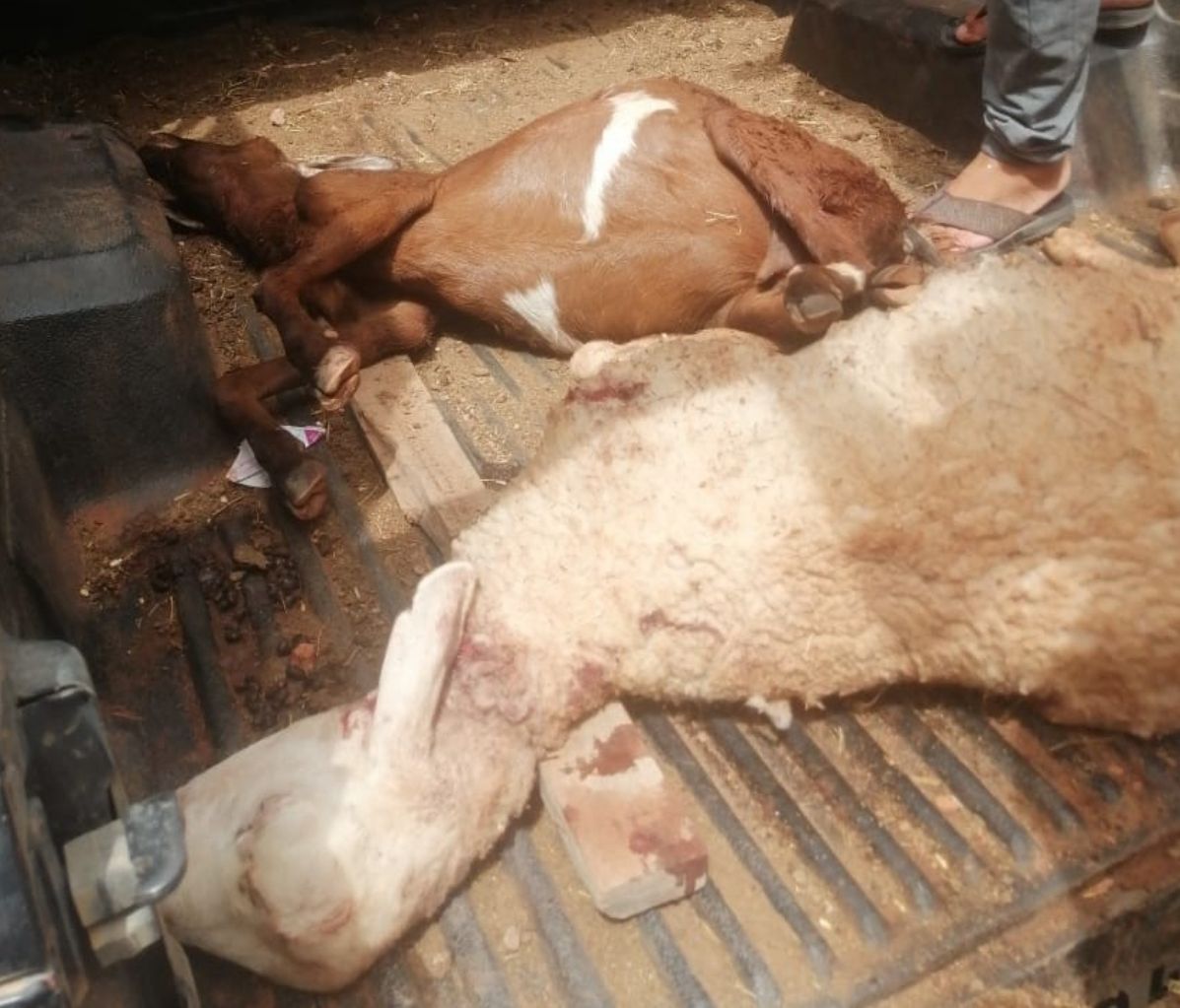 الكلاب الضالة تفتك بقطيع للماشية وتُغرق كسابة “إزاضن” في الخسائر (ويرگان)