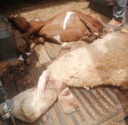 الكلاب الضالة تفتك بقطيع للماشية وتُغرق كسابة “إزاضن” في الخسائر (ويرگان)