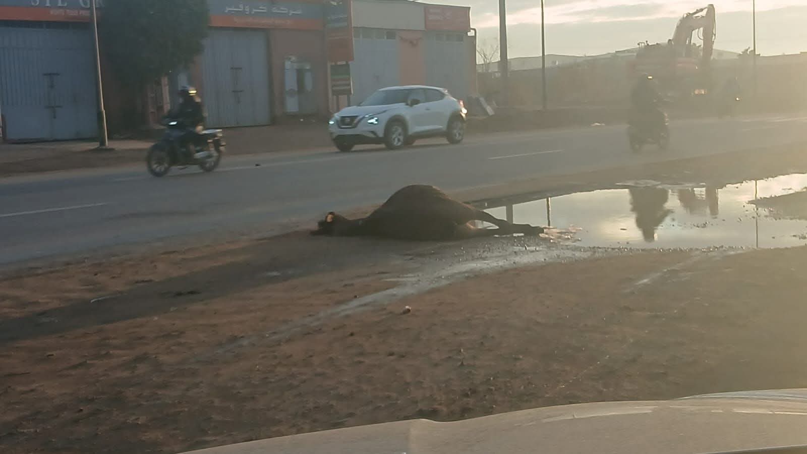 صرخة من "فراش العجز": حادثة "مع دابة تامنصورت" تُنهي أحلام سيدة