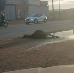 صرخة من "فراش العجز": حادثة "مع دابة تامنصورت" تُنهي أحلام سيدة