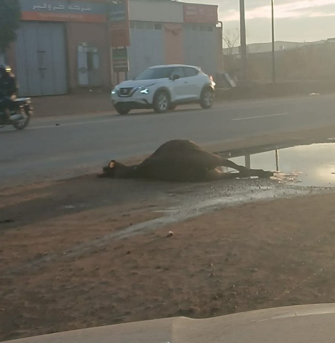 صرخة من "فراش العجز": حادثة "مع دابة تامنصورت" تُنهي أحلام سيدة