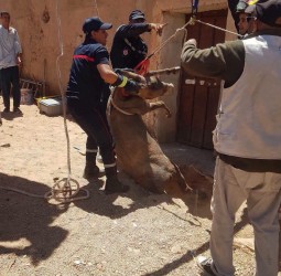 بعد انتشال حمار نافق.. الوقاية المدنية تردم حفرة قديمة بالزاك حمايةً للمارة