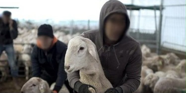 الحوز: سرقة أكثر من 40 رأسًا من الأغنام تستنفر الدرك الملكي بمولاي إبراهيم