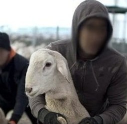 الحوز: سرقة أكثر من 40 رأسًا من الأغنام تستنفر الدرك الملكي بمولاي إبراهيم