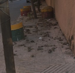 سلوك فردي يربك الفضاء العام بسبب مخلفات الكلاب وعوائق الرصيف بالبديع التابع لمقاطعة أمرشيش
