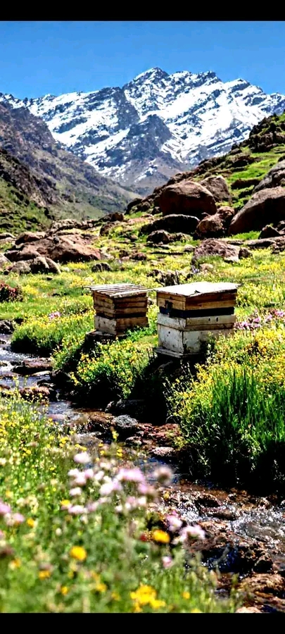 جمعية اكدال لعزيب أوكايمدن للتنمية والمحافظة على البيئة تمنع نهائيا وضع خلايا النحل بالمنطقة بعد تسجيل إصابات بين السياح