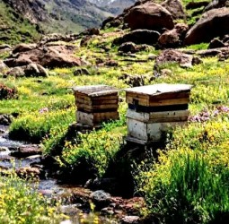 جمعية اكدال لعزيب أوكايمدن للتنمية والمحافظة على البيئة تمنع نهائيا وضع خلايا النحل بالمنطقة بعد تسجيل إصابات بين السياح