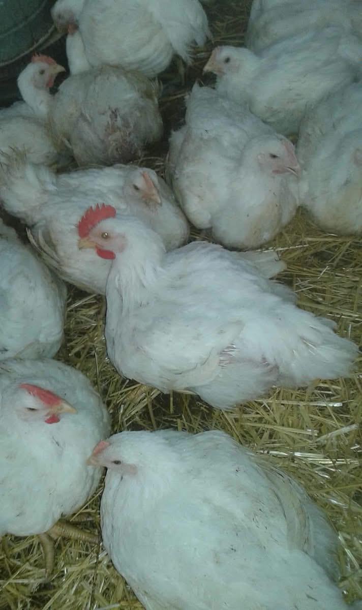 وفرة في السوق وخسائر بالضيعات.. ما الذي يحدث لأسعار الدواجن في المغرب؟
