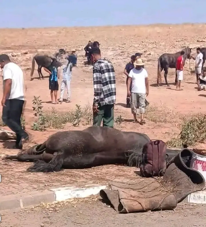 فاجعة تهز "التبوريدة" بالبروج.. نفوق 4 خيول من سربة العلام "كمال بابسي" في حادثة سير مؤلمة