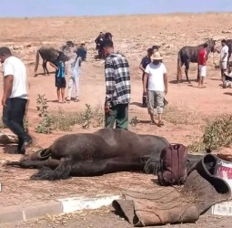 فاجعة تهز "التبوريدة" بالبروج.. نفوق 4 خيول من سربة العلام "كمال بابسي" في حادثة سير مؤلمة